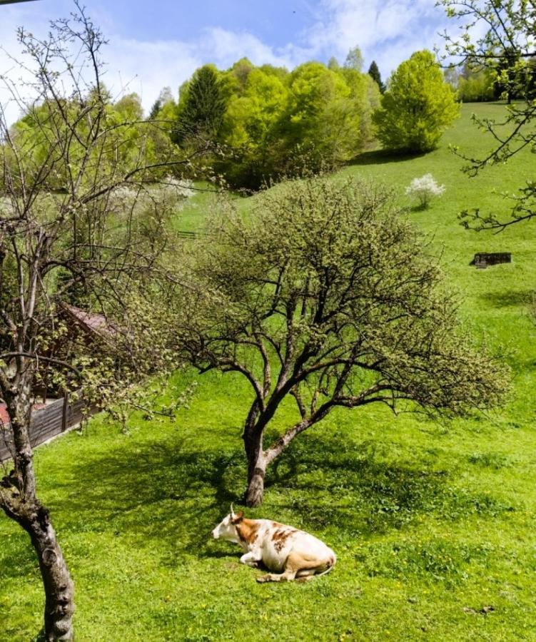 Voinescu House - Natural Living & Eating Шімон Екстер'єр фото